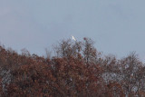Little Gull
