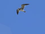 Laughing Gull