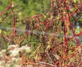 Lincolns Sparrows