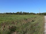 Clay-colored habitat