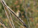 Lincolns Sparrow