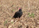 Turkey Vulture