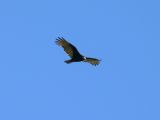 Turkey Vulture