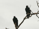 Black and Turkey Vultures