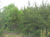 Kirtlands Warbler habitat