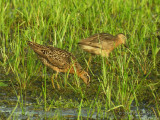 ShortbilledDowitcher7385b.jpg