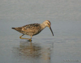 StiltSandpiper7540b.jpg