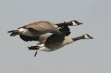 CanadaGoose2864b.jpg