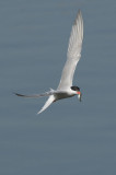 CommonTern2438b.jpg