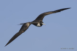 MagnificentFrigatebird2212b.jpg