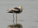 AmericanAvocet5798b.jpg