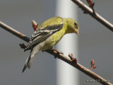 AmericanGoldfinch3555b.jpg