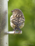 PineSiskin_juv_4090b.jpg