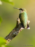 RubythroatedHummingbird6570b.jpg