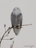 SnowyOwl1772b.jpg