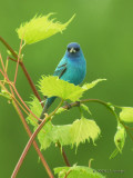 IndigoBunting6004b.jpg