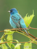 IndigoBunting6046b.jpg