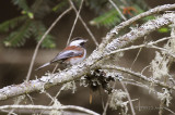 ChestnutbackedChickadee8929b.jpg