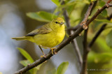 OrangecrownedWarbler8880b.jpg