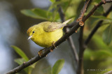 OrangecrownedWarbler8895b.jpg