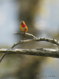 RufousHummingbird6366dbb.jpg