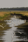 GreatEgret1199b.jpg