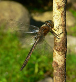 Spiny Baskettail - <i>Epitheca spinigera</i>