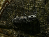 Eyed Click Beetle - <i>Alaus oculatus</i>