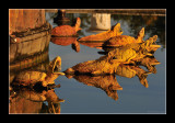 Versailles gardens (EPO_5679)