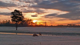North Carolina - Horses at Sun Rise