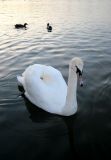 Swan at sunset