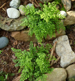 Himalayan Maidenhair Fern