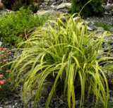 Carex trifida Rekohu Sunrise PPAF