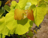 Cercis 'Hearts of Gold' PPAF