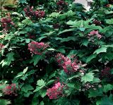 Hydrangea quercifolia Amethyst