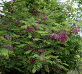 Robinia pseudoacacia 'Purple Robe'