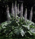 Acanthus x Summer Beauty