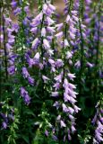 Adenophora Amethyst