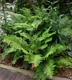 Mexican Male Fern