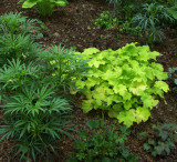 Citronelle