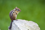 Eastern Chipmunk