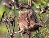 Swamp Sparrow, hatch year