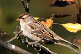 White-crowned Sparrow, hatch year