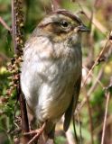 Swamp Sparrow, hatch year