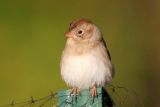 Field Sparrow