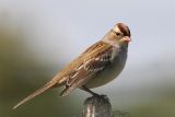 White-crowned Sparrow, hatch year