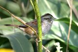 Swamp Sparrow