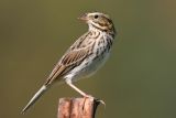 Savannah Sparrow