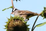 White-crowned Sparrow, adult