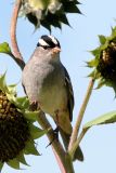White-crowned Sparrow, adult